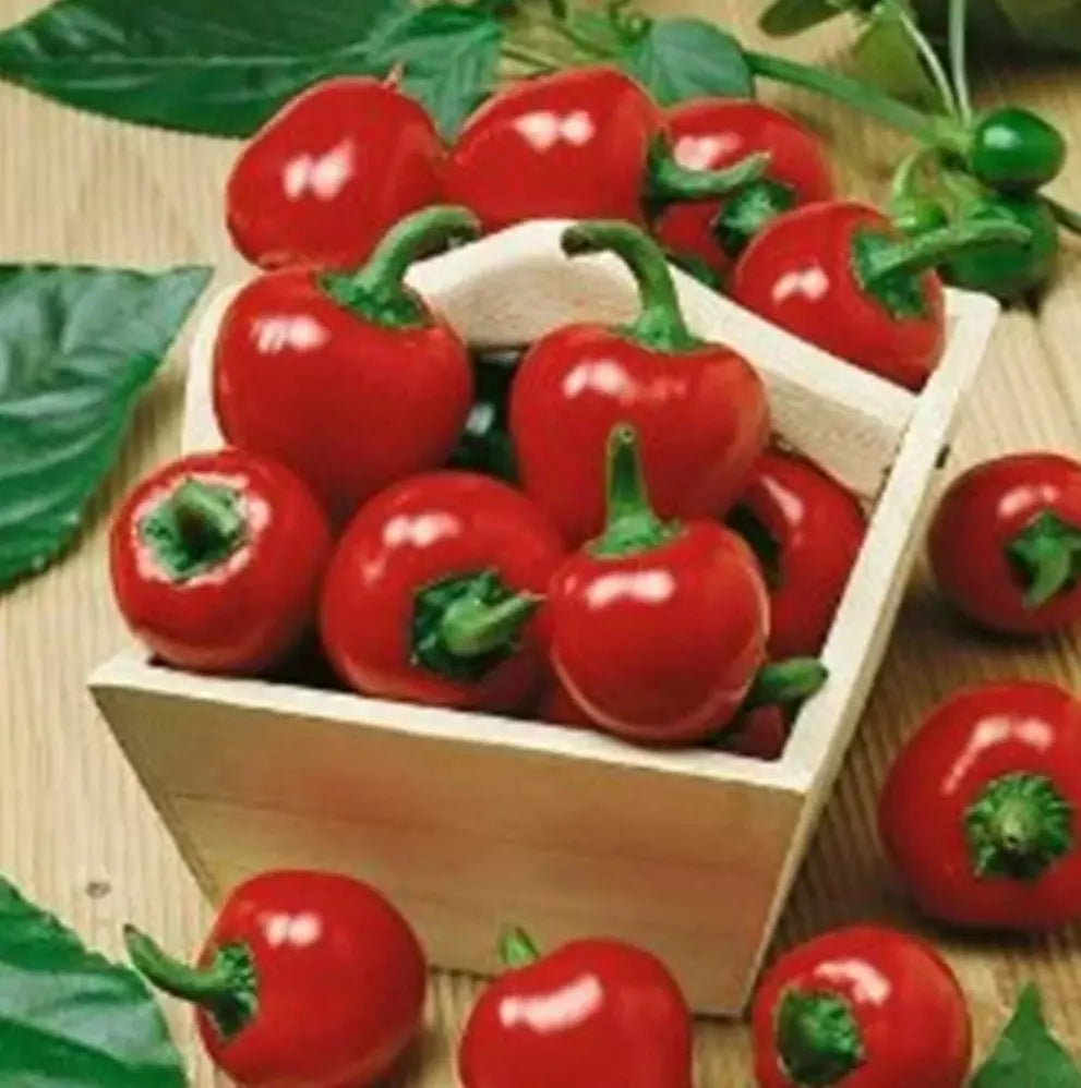 Large Red Cherry Hot Pepper Seeds - 200+ Seeds - Capsicum annuum - 3,000-5,000 Scoville Heat Units
