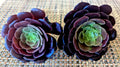 Aeonium "Black Rose" Succulent Cuttings - 3" Diameter, 2 Pack, Indoor/Outdoor Garden Decor, Aeonium arboreum 'Zwartkop'