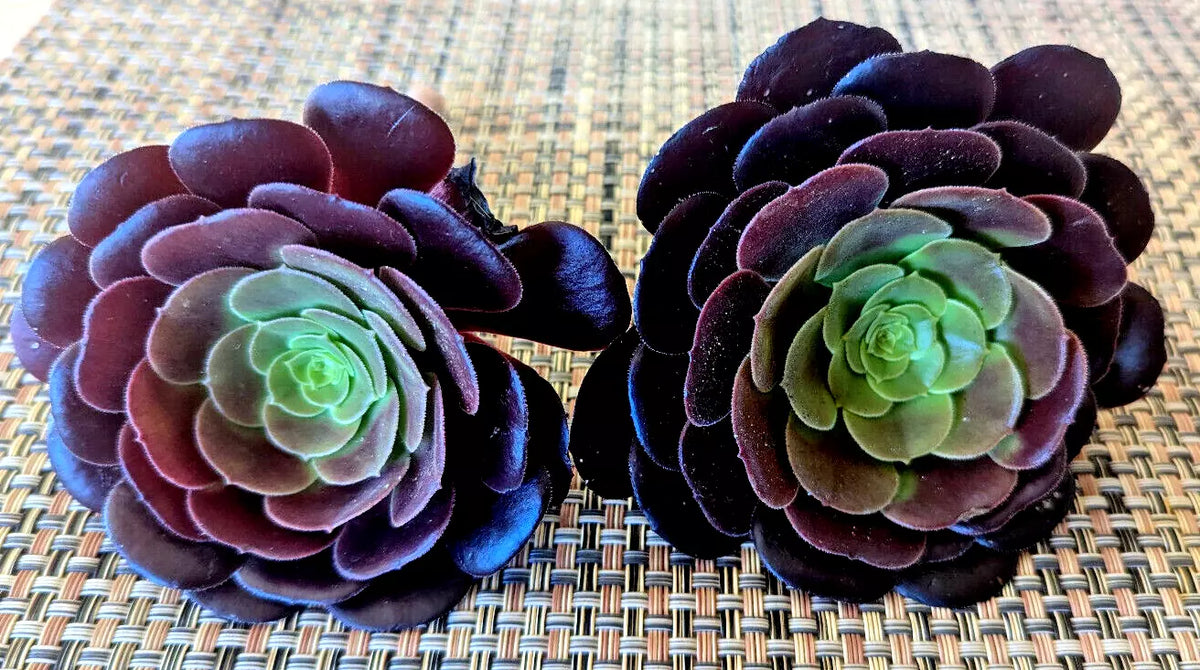 Aeonium "Black Rose" Succulent Cuttings - 3" Diameter, 2 Pack, Indoor/Outdoor Garden Decor, Aeonium arboreum 'Zwartkop'