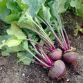 Detroit Dark Red Beet Seeds 200 Ct | Non-GMO Vegetable Garden Seeds | Beta vulgaris | USA