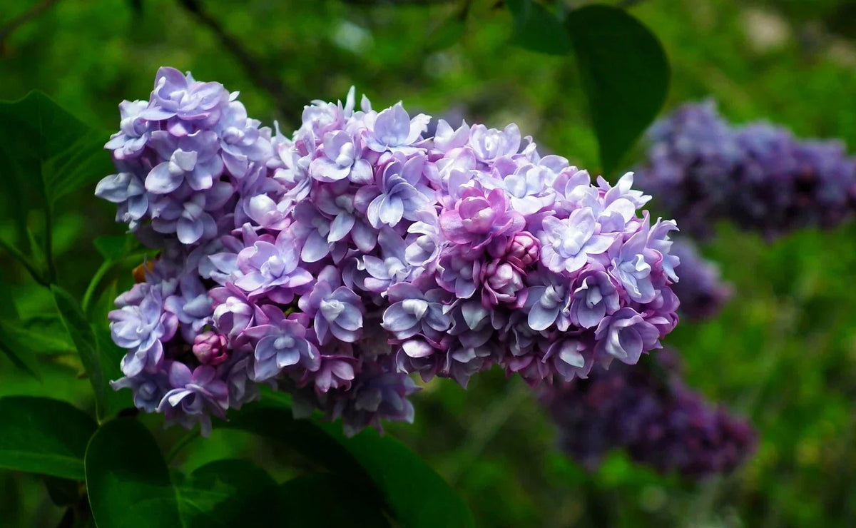 Live French Lilac Starter Plant - President Grevy Variety - Syringa vulgaris - Fragrant Purple Blooms