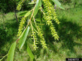 Black Willow Tree Cuttings - 2 Live Plants - Ideal for Shade and Privacy - Salix nigra