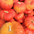 Cinderella Pumpkin Seeds 10 Ct Rouge Vif D'Etampes Non-GMO Heirloom Vegetable Seeds for Home Gardening