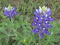 Texas Bluebonnet Seeds - 45 Pack Lupinus texensis Wildflower for Gardens & Landscaping