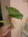 Burle Marx Philodendron Cuttings - Tropical Indoor Plant Clippings - Easy Care Greenery - Philodendron 'Burle Marx'