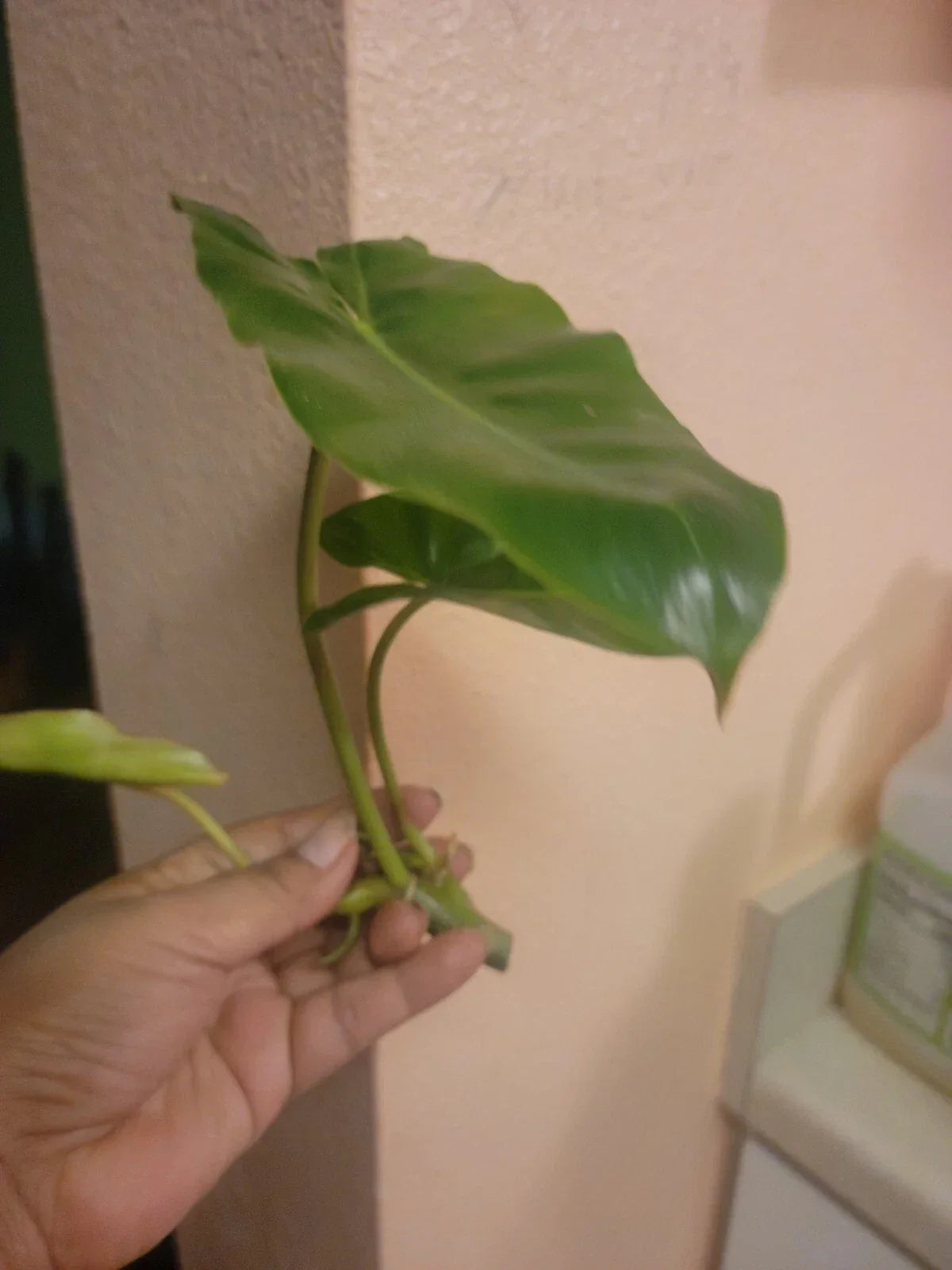 Burle Marx Philodendron Cuttings - Tropical Indoor Plant Clippings - Easy Care Greenery - Philodendron 'Burle Marx'