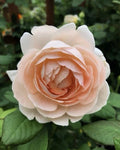 Auswonder Rose Plant Cuttings - 3 Unrooted Rosa 'Auswonder' Fresh 6" Cuttings for Propagation