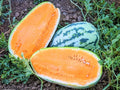 Tendersweet Orange Watermelon Seeds - 25+ Heirloom NON-GMO - Fresh Fruit Seeds - Citrullus lanatus