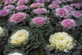 Ornamental Kale Seeds - 100 Non-GMO Heirloom Varieties for Colorful Fall Gardens - Brassica oleracea