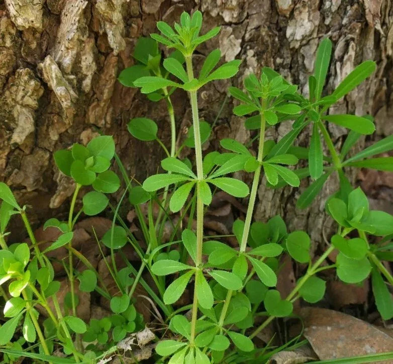 Cleavers Herb Seeds - 50++ Heirloom Sticky Willie (Galium aparine) Medicinal Herb Seeds for Planting and Herbal Remedies