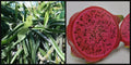 Dragon Fruit Cuttings 8" Halley's Comet Red Flesh Pitahaya Hylocereus undatus for Gardening