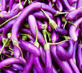 Eggplant Seeds for Planting | 250 Long Purple Seeds | Solanum melongena | Home Garden Outdoor