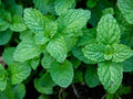 Organic Garden Mint Bush Bare Root Plant | Mentha spicata Culinary Herb