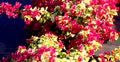 Bougainvillea Starter Plant, Small, Sunstone Red, Very Rare, Well Rooted, Bougainvillea spp.