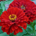 Zinnia Flower Seeds 100+ Red Annual Garden Seeds Zinnia elegans for Bright Color & Pollinator Attraction