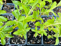 Stevia Live Plant Plug - Well-Rooted Starter Plant - Stevia Rebaudiana - Fresh Herb for Gardening and Cooking