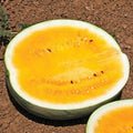 Mountain Sweet Watermelon Seeds - 10 Heirloom Organic Non-GMO Seeds - Rare Variety
