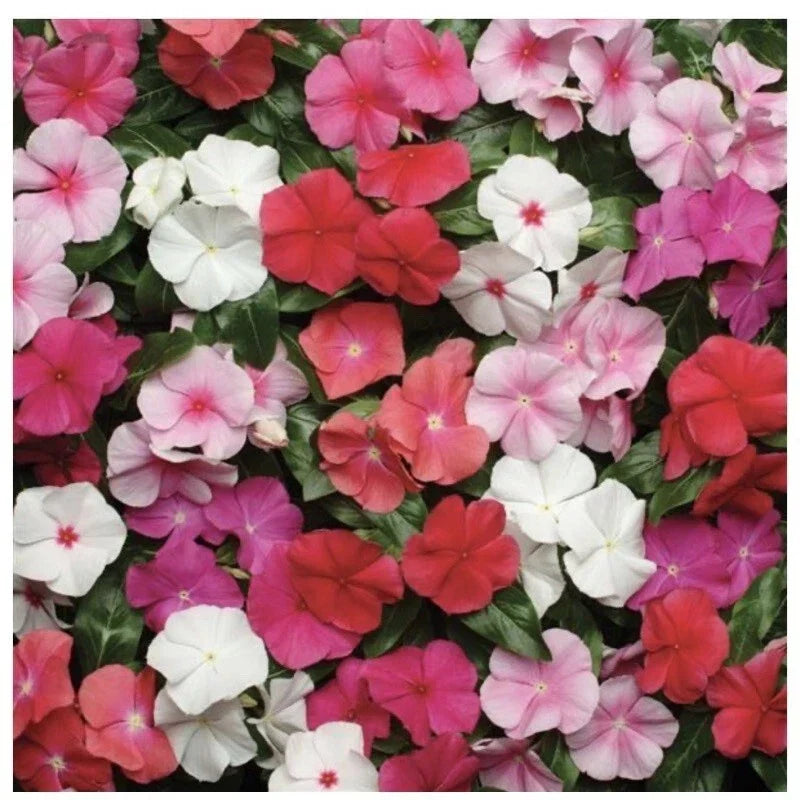 Vinca Seeds Pacifica XP Mix 25 Pack - Colorful Annual Flowers Vinca Rosea