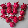 Dragon Fruit Cuttings 12-18 Inches | Over 20 Varieties Hylocereus spp. for Gardening & Container Planting
