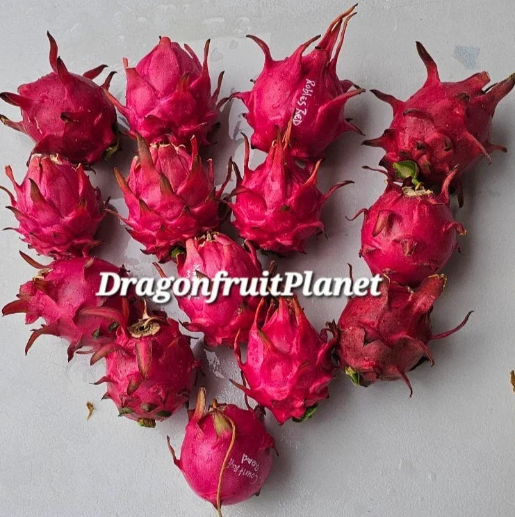Dragon Fruit Cuttings 12-18 Inches | Over 20 Varieties Hylocereus spp. for Gardening & Container Planting