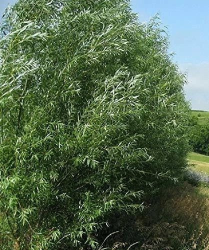 Big Aussie Privacy Hybrid Willow Trees - 2 Feet Tall, 1-2 Inches Thick - Salix x. 'Austree' - Ideal for Screening and Privacy