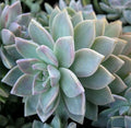 Graptopetalum Paraguayense Ghost Plant Cuttings - 3 Unrooted Succulents, Rosette, Drought Tolerant, Indoor & Garden