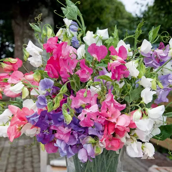 Bijou Mix Sweet Pea Seeds | Heirloom Flower Seeds | Fragrant Climbing Vines | Lathyrus odoratus Non-GMO Seed Packet