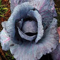 Red Acre Heirloom Cabbage Seeds, Non-GMO, Brassica oleracea, 25+ Colorful Tasty Seeds for Home Garden, Compact Growth