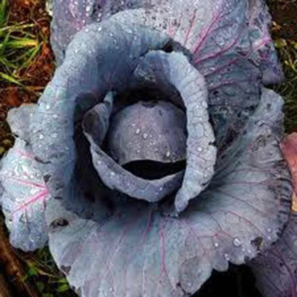 Red Acre Heirloom Cabbage Seeds, Non-GMO, Brassica oleracea, 25+ Colorful Tasty Seeds for Home Garden, Compact Growth