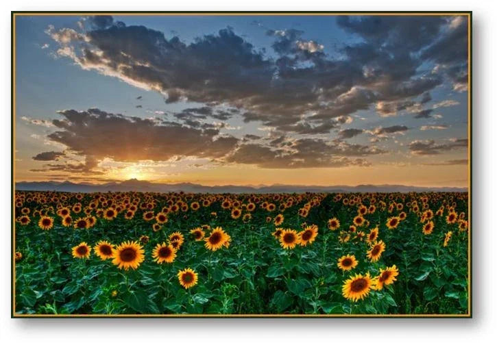 Bulk Packet Dwarf Sunflower Seeds 200 Count - Helianthus annuus for Home Gardens