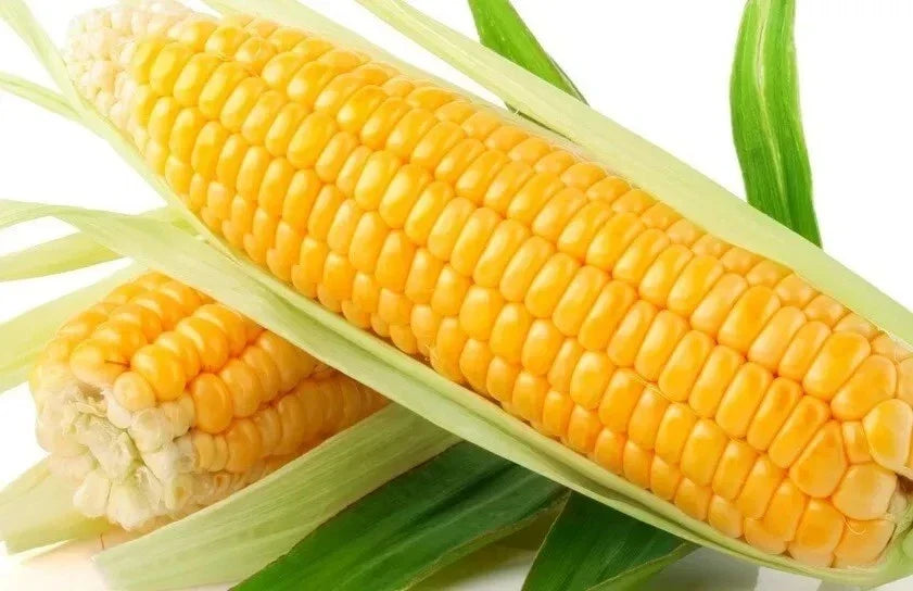 Sweet Golden Bantam Corn Seeds - Organic Heirloom Non-GMO Zea mays, 120+ Seeds for Home Garden, Fresh Corn, Full Sun, Easy to Grow