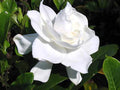 Heirloom Gardenia Bush 1ft Live Plant, White Cape Jasmine, Gardenia Jasminoides, Fragrant Shrub, Bare Root, USA Seller