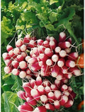French Breakfast Radish Seeds - 200 Heirloom Raphanus sativus Seeds for Planting