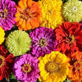 Organic Painted Wagon Zinnia Seeds Mix - Colorful Garden Flowers, Zinnia elegans, Non-GMO, Attracts Pollinators, USA Grown