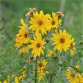 Maximilian Sunflower Seeds 1,000 Count Non-GMO Helianthus maximiliani for Gardens & Landscaping