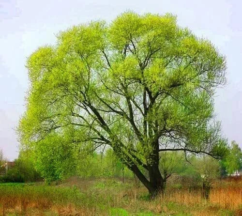 Black Willow Tree Cuttings - 6 Pack - Fast Growing, Attractive - Salix nigra