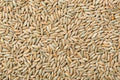Rye Berries 4 Pounds High Fiber & Iron Whole Grain (Secale cereale) Made in USA
