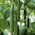 Tyria Cucumber 25 Seeds - Heirloom Variety - Cucumis sativus - USA Grown
