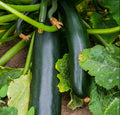 Black Beauty Zucchini Seeds | Bush Dark Green Courgette | Cucurbita pepo | Fresh 2025