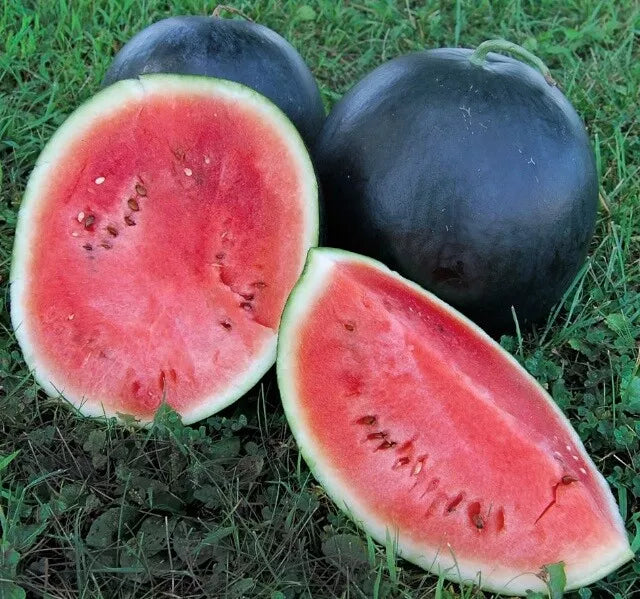 Black Diamond Watermelon Seeds 20 Ct Non-GMO Fruit Melon Citrullus lanatus