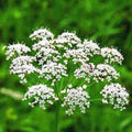 Anise Seeds, Heirloom, 50+ Seeds, Unique Flavor, Aromatic Herb, Spice (Pimpinella anisum)