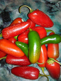 Tam Jalapeno Pepper Seeds - Organic Heirloom Non-GMO Capsicum annuum, 100+ Seeds for Spicy Garden, Salsas & Grilling