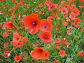 Shirley Poppy Seeds - 500 Bright Red Flower Seeds - Long Lasting Blooms - Papaver rhoeas