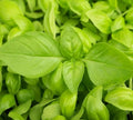 Lemon Basil Seeds - 300+ Culinary Herb Seeds - Ocimum basilicum 'Citriodorum' for Cooking & Garden
