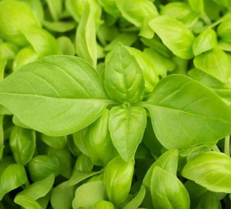 Lemon Basil Seeds - 300+ Culinary Herb Seeds - Ocimum basilicum 'Citriodorum' for Cooking & Garden