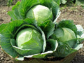 Heirloom Danish Ballhead Cabbage Seeds – Non-GMO Brassica oleracea, Compact Vegetable for Salads & Cooking, 100+ Seeds