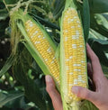 Organic Peaches and Cream Sweet Corn Seeds – Heirloom Non-GMO Vegetable Seeds for Gardening