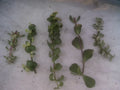 Portulacaria Cuttings Collection - 9 Varieties of Succulent Plants - Ideal for Home Decor and Gardening
