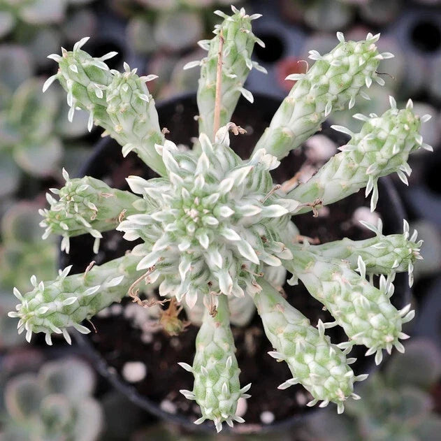 Euphorbia Mammillaris Variegata Succulent Plant - 5" Diameter Rooted Indian Corn Cob Houseplant