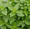 Dwarf Greek Basil Seeds 600+ | Annual Culinary Herb Ocimum basilicum